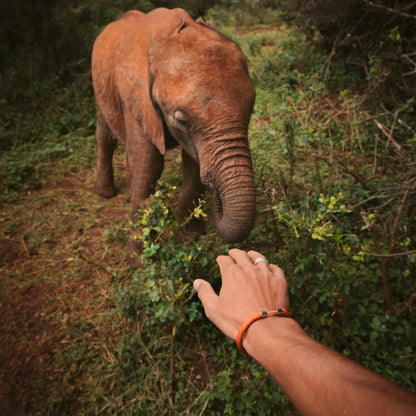 Elephant Legend Bracelet - Legend Bracelet